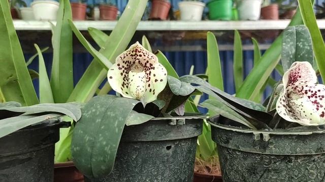 Lan hài chó đốm - paphiopedilum bellatulum - vườn lan Duy Dương - 0914.336.889 смотреть онлайн