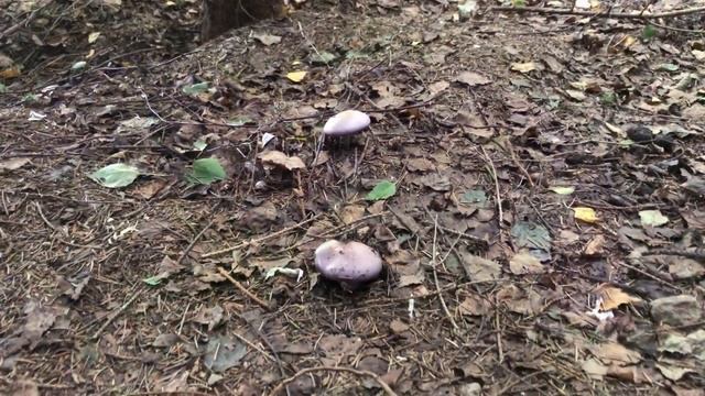 Gąsówka fioletowawa (Lepista nuda) - jadalny, fioletowy grzyb dobry do marynowania. I ładny. смотреть онлайн