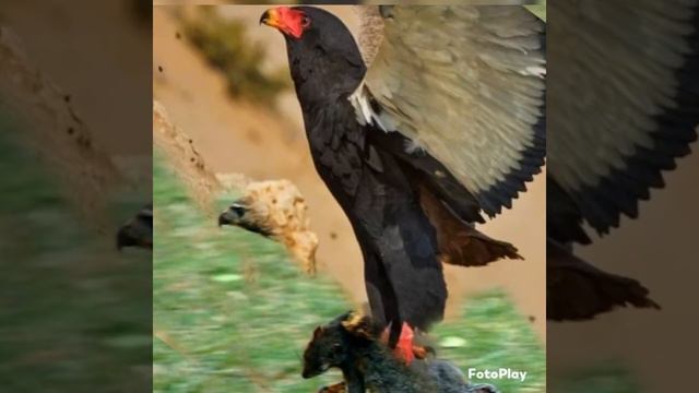 Орел-скоморох.Птицы Африки.Рифмовка. смотреть онлайн