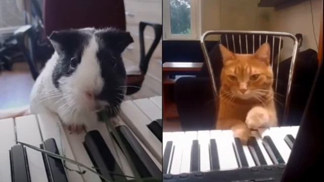 Кот играет на синтезаторе! включи звук 🤣Такого вы еще не виделиСмешные животные Повторяю из тик ток смотреть онлайн