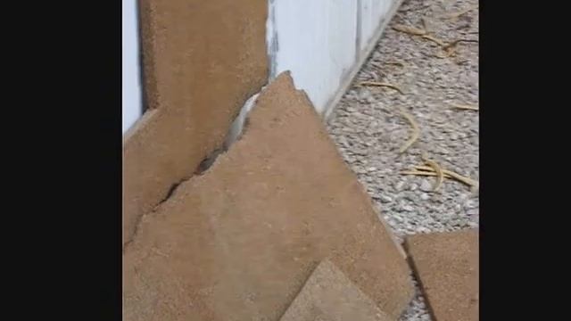 Мангуст пытается забраться в дом. (Иран) смотреть онлайн