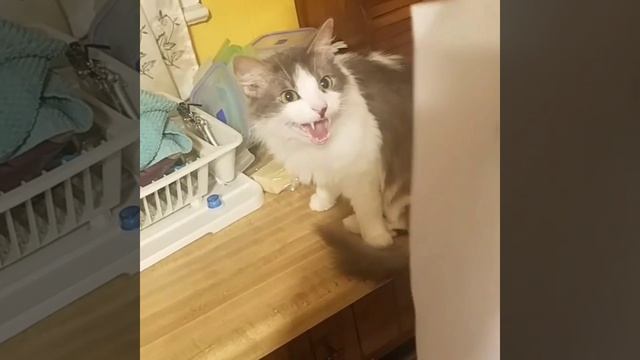 CATS CAN READ!!! смотреть онлайн