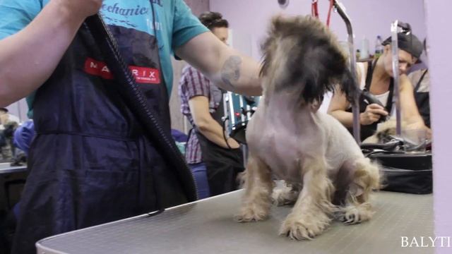 Балути - стрижка собак