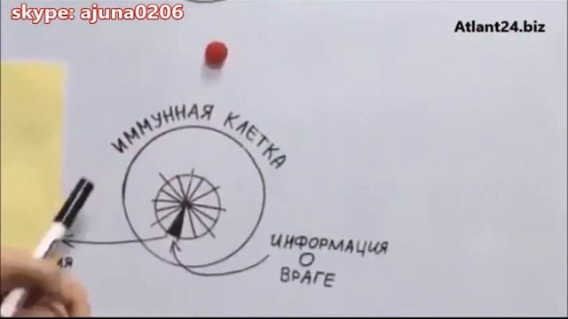 ЧТО ТАКОЕ ТРАНСФЕР ФАКТОРЫ И ДЛЯ ЧЕГО ОНИ НУЖНЫ В НАШЕМ ОРГАНИЗМЕ смотреть онлайн