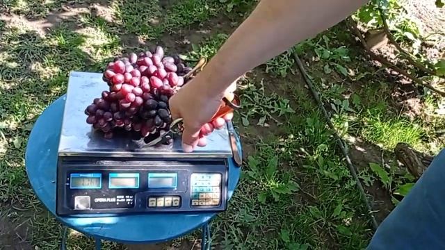 @Виноград Іванка кишмиш 16 09 23р Виноградник Гергеля смотреть онлайн