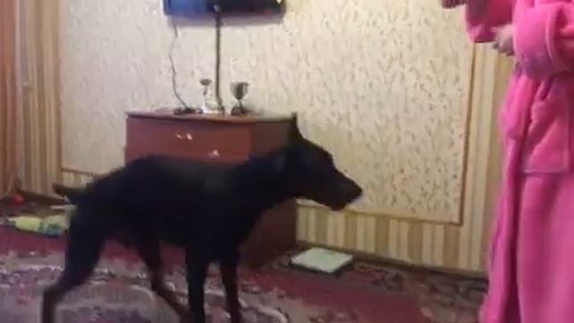 Франклин-доберман смотреть онлайн