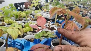 Лёгкий и простой способ размножения ремонтантной малины корневыми черенками.