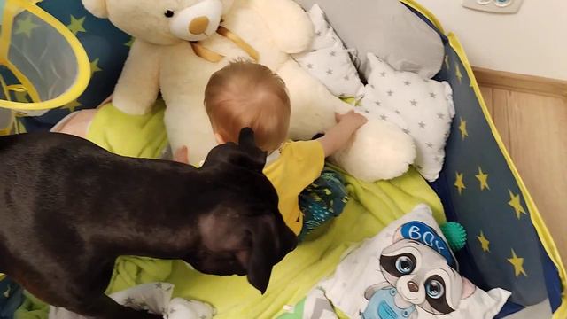 Danger! Pitbull VS Baby! #питбуль #дети #собака #малыши #милыедети смотреть онлайн