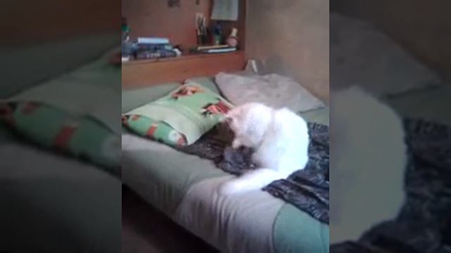 Белая кошка играет!😊😃☺🐱 смотреть онлайн