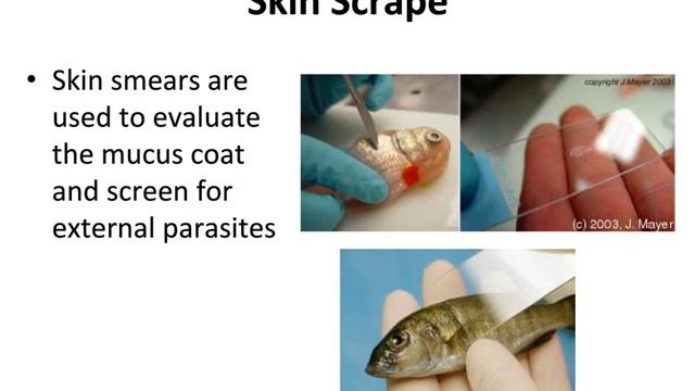 Lab Animal Fish Lecture смотреть онлайн