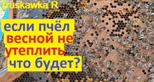пчёлы. Семья сможет развиваться без утепления гнезда? Какие результаты "холодной" весны. 21 день.