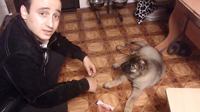 умная кавказская овчарка БУРЯ смотреть онлайн