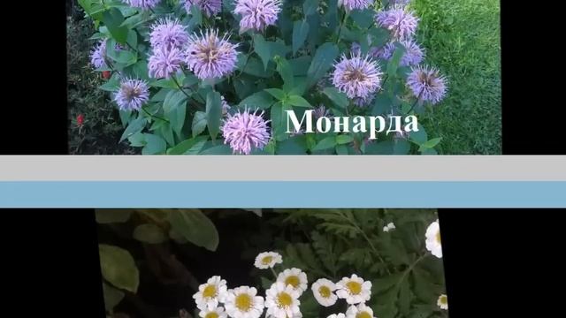 А у вас есть клумба цветущая все лето смотреть онлайн