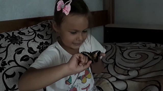 Бабочкариум. Ферма бабочек. Тропические Бабочки. Бабочка смотреть онлайн
