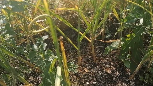 ПРИШЛИ КОПАТЬ ЧЕСНОК смотреть онлайн