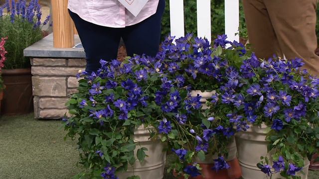 Cottage Farms 3-Piece Sapphire Indigo Groundcover Clematis On QVC