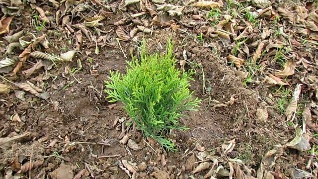 Рождественские нотки в Южных садах смотреть онлайн