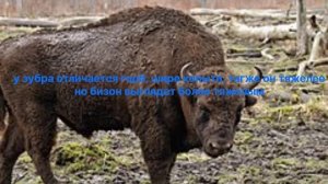 отличия зубра и бизона