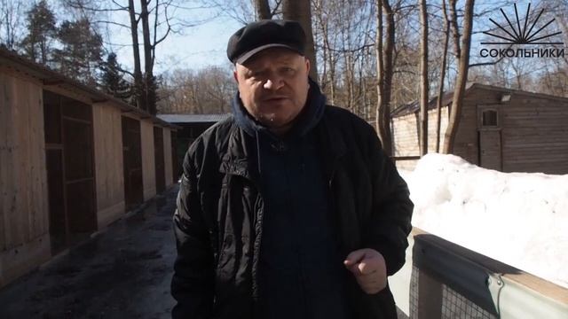 Пара белых аистов смотреть онлайн