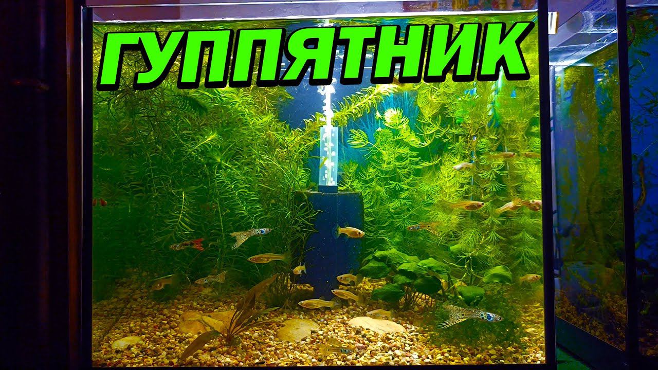 Гуппятник спустя 1,5 месяца! Гуппи плодятся, как бешеные! смотреть онлайн