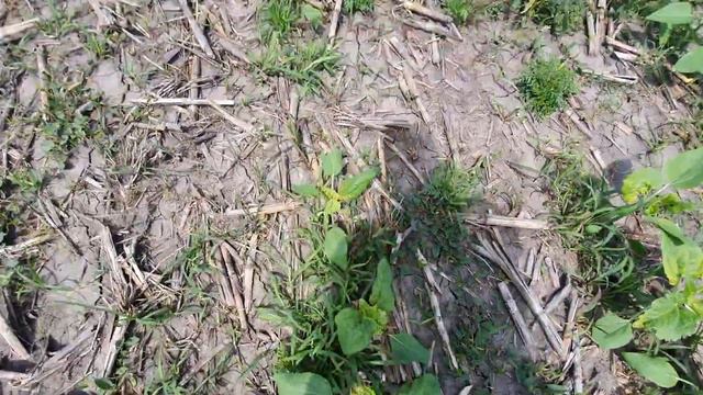 Гранстар на євролайтинговий соняшник смотреть онлайн