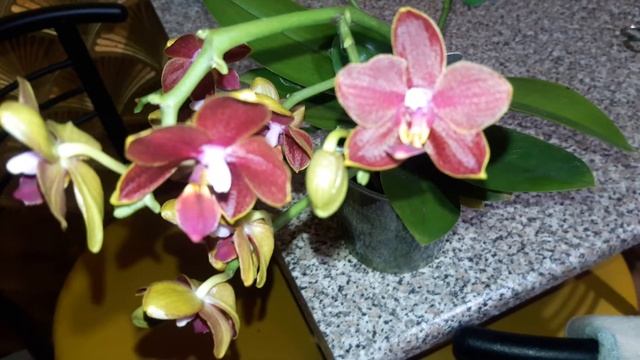 Паутинный клещ на орхидее Феникс. смотреть онлайн