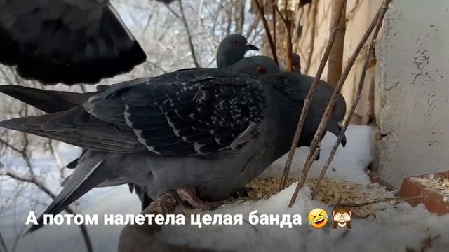 Vlog Красота на кухне. Вкусный рецепт кексов Любовь Мики. смотреть онлайн