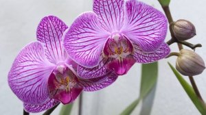 100+ ЛЮБОПЫТНЫХ ФАКТОВ О ПРИРОДЕ