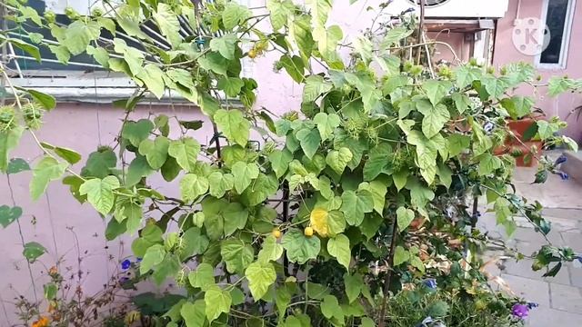 Passiflora Foetida.Пассифлора Фоэтида.Плоды пассифлоры Фоэтиды смотреть онлайн