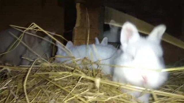 Новозеландская белая. смотреть онлайн