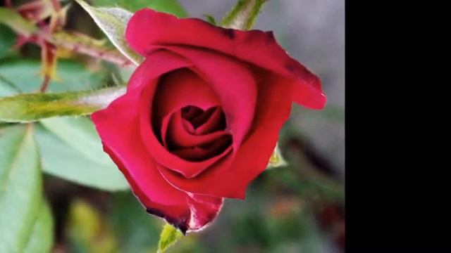 Ilham Idrisoqlu-Qizil gul (Роза) смотреть онлайн