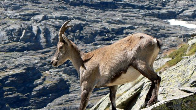 Parc national de la Vanoise - Vanoise 3000 смотреть онлайн