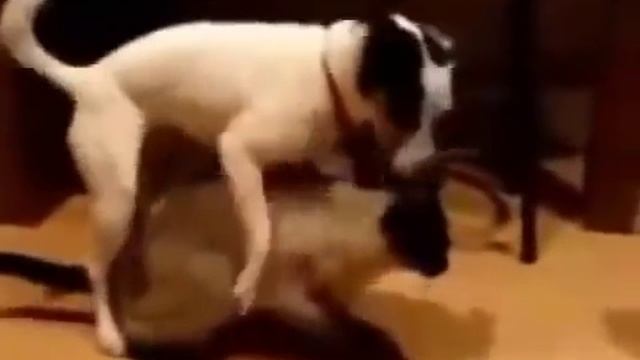 Dog And Cat Mating Love Animals Compilation 1 смотреть онлайн