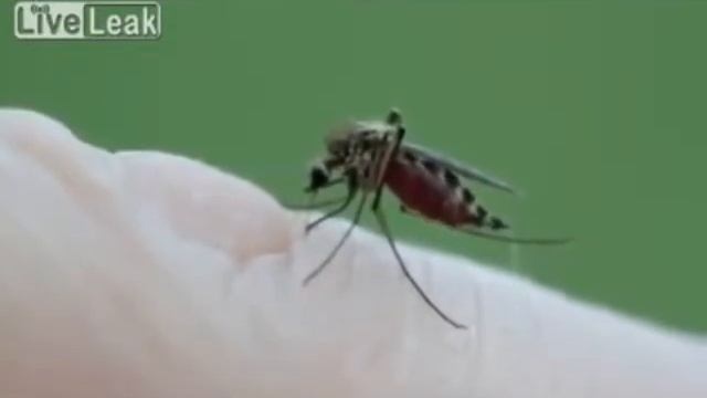 Насыщение комара (заправился) смотреть онлайн