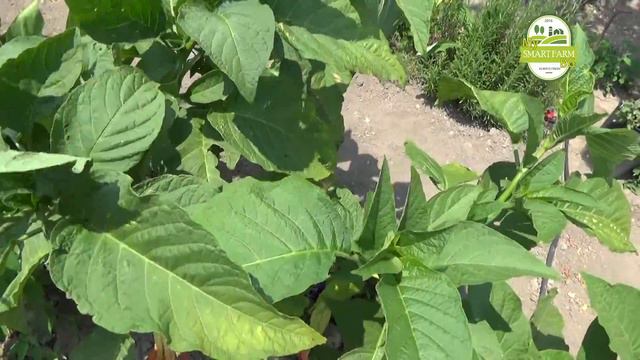 Голям проблем с Бругманзията Моля Помагайте смотреть онлайн