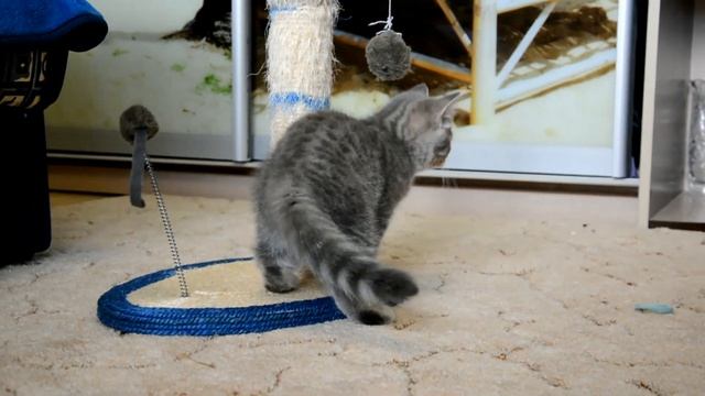 Шотландский прямоухий котенок "Eric", питомник PLU смотреть онлайн