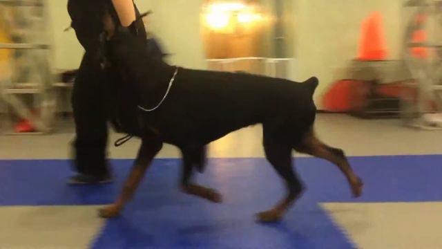 Cherry Pie Iz Zoosfery (8 months) смотреть онлайн