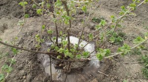 Подкормка чёрной смородины весной