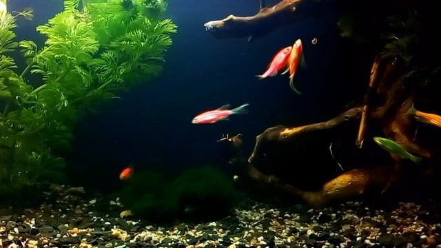 Данио неприхотливая рыбка зебра Уход и Содержание | Danio (ZebraFish) Care смотреть онлайн