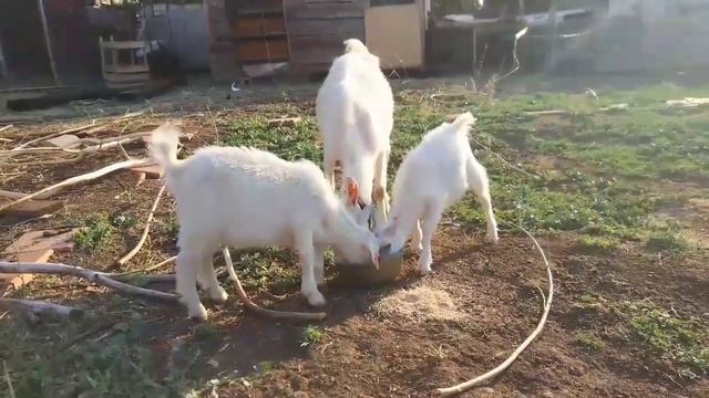 Продано! Продажа козлят смотреть онлайн