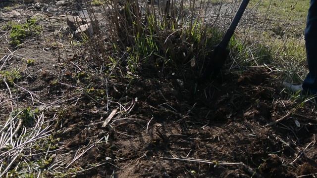 КАК ВЫКОРЧЕВАТЬ КУСТЫ НА УЧАСТКЕ? | В Доме хозяин