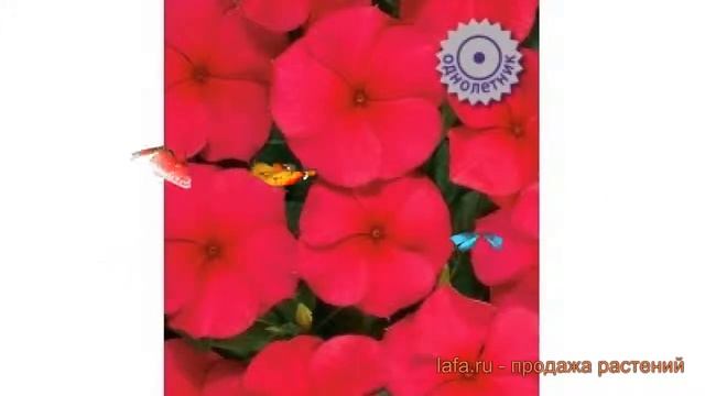 Катарантус казанова Казанова (kazanova) ? Казанова обзор: как сажать, семена катарантуса Казанова смотреть онлайн