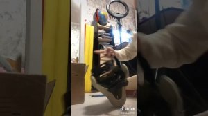 Подборка видео из тик тока ✨рапторы ?