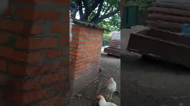 Разборка кролика тупим ножом и варварским методом..... смотреть онлайн