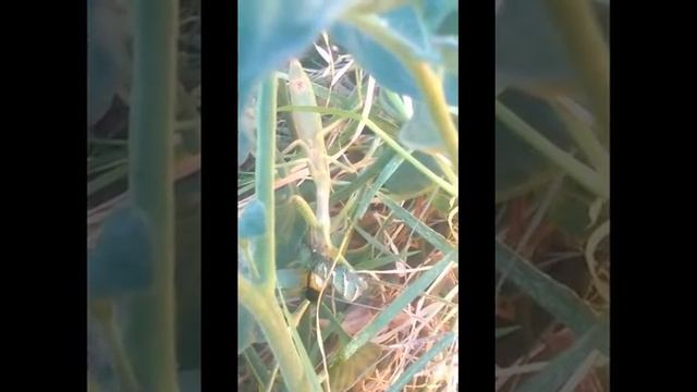 Praying Mantis vs Tomato Worm смотреть онлайн