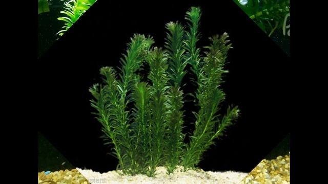 Anacharis Elodea Egeria Densa ADA Easy Live Fish Aquarium Pond Plants Java Moss смотреть онлайн