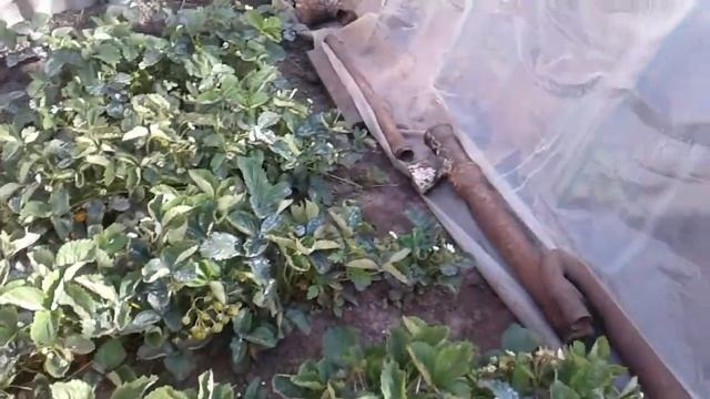 Калий и фосфор для овощей и плодово - ягодных культур смотреть онлайн