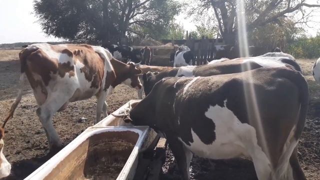 Сделали кормушки и поилки для коров. смотреть онлайн