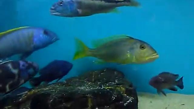Tyrannochromis nigriventer South wild смотреть онлайн
