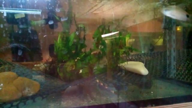 Нерест Барбус филаментозус Barbus filamentosus смотреть онлайн